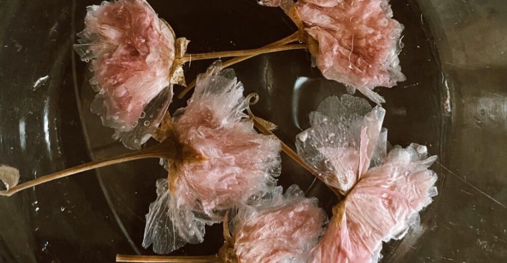 Маринованные цветы сакуры (рецепт-эксперимент)